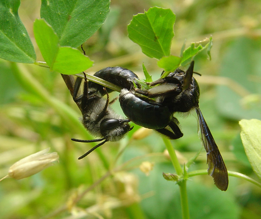 Acrobatico accoppiamento di Andrena pilipes